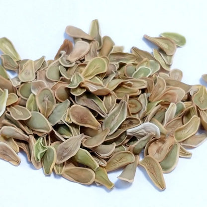 Fockea edulis / フォッケア・エデュリス 火星人