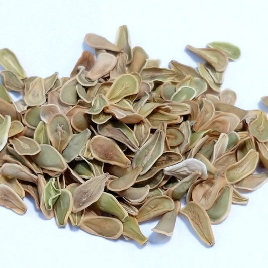 Fockea edulis / フォッケア・エデュリス 火星人