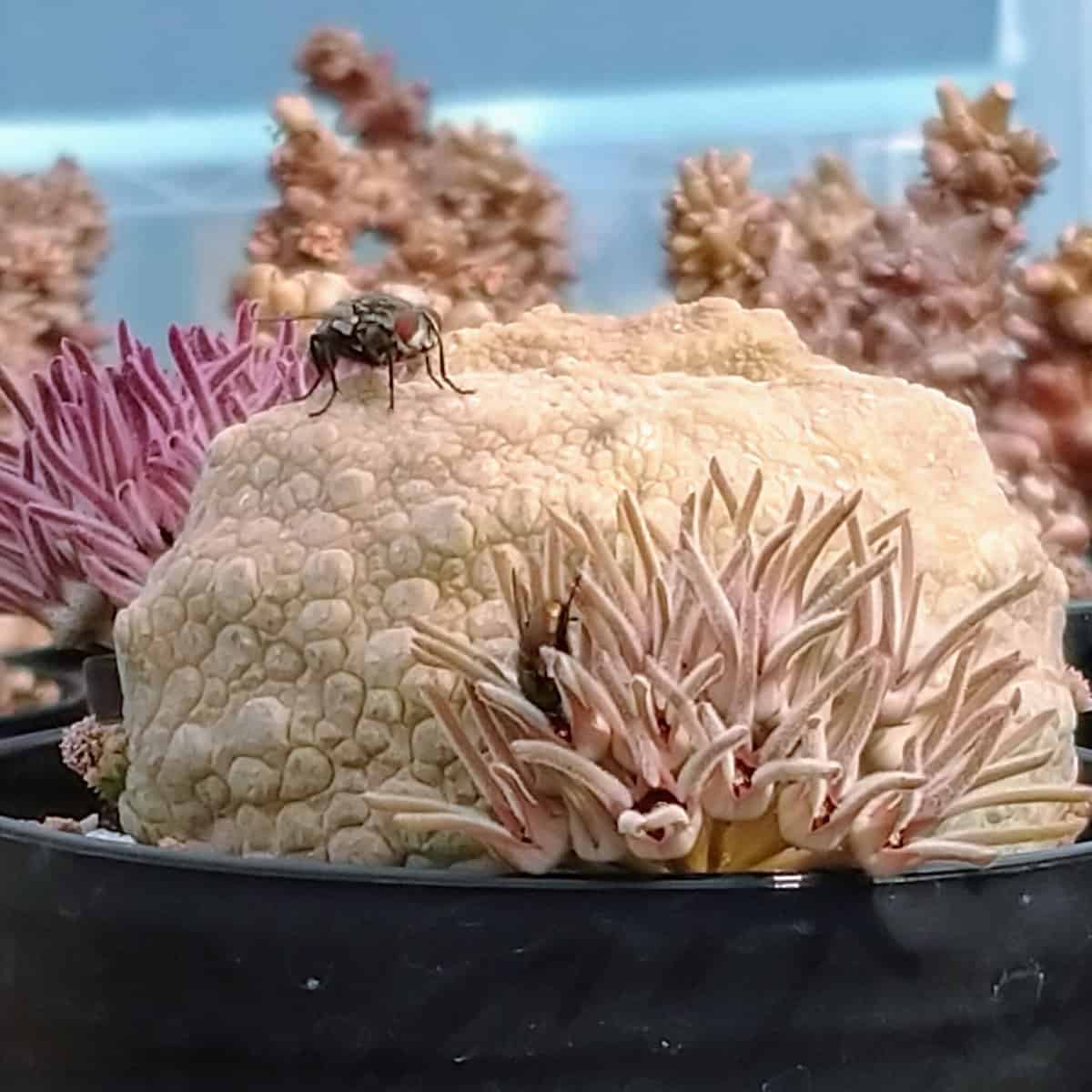 種】プセウドリトス・クビフォルメ [栽培採種] / Pseudolithos