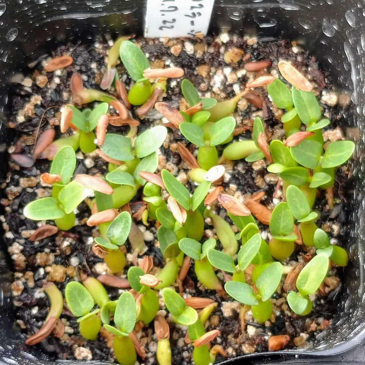 【種】パキポディウム・ロスラーツム / Pachypodium rosulatum