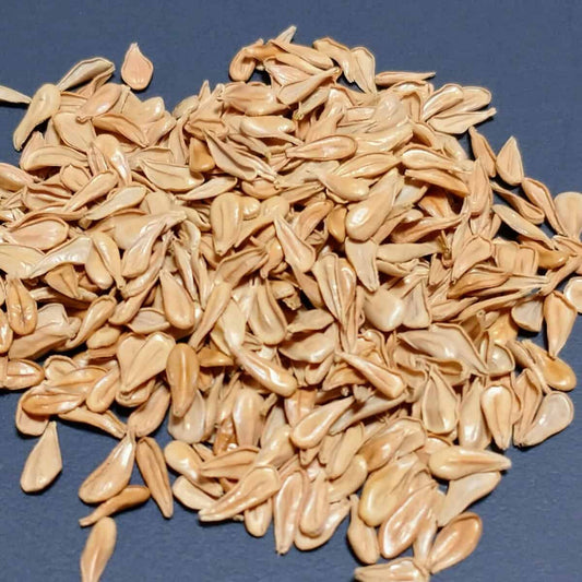 Pachypodium windsorii / パキポディウム・ウィンゾリー [自家採種]