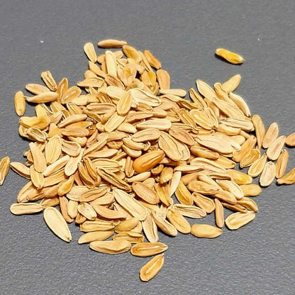 Pachypodium densicaule / パキポディウム・デンシカウレ 恵比寿大黒