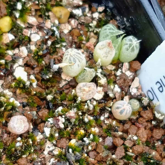 Bulbine lolita / ブルビネ・ロリータ [自家採種]