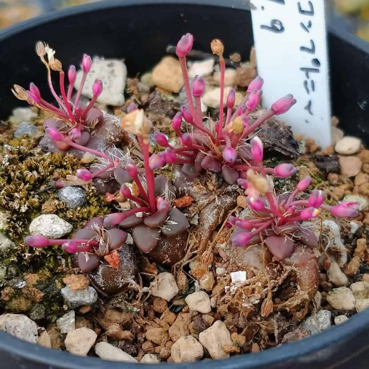 Anacampseros comptonii / アナカンプセロス・コンプトニー