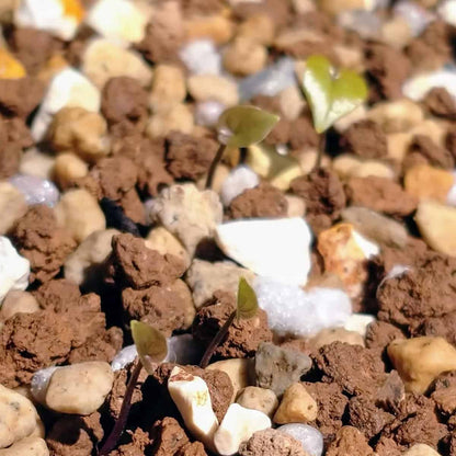 Dioscorea elephantipes / ディオスコレア・エレファンティペス アフリカ亀甲竜 [現地採種]