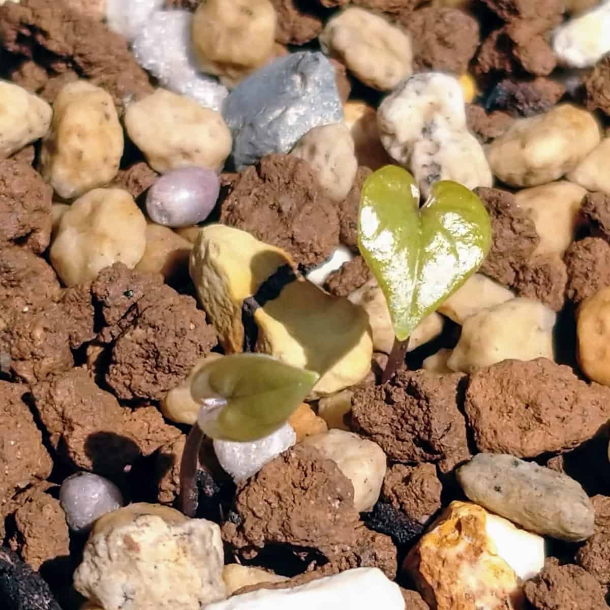 Dioscorea elephantipes / ディオスコレア・エレファンティペス アフリカ亀甲竜 [現地採種]