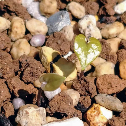 Dioscorea elephantipes / ディオスコレア・エレファンティペス アフリカ亀甲竜 [現地採種]