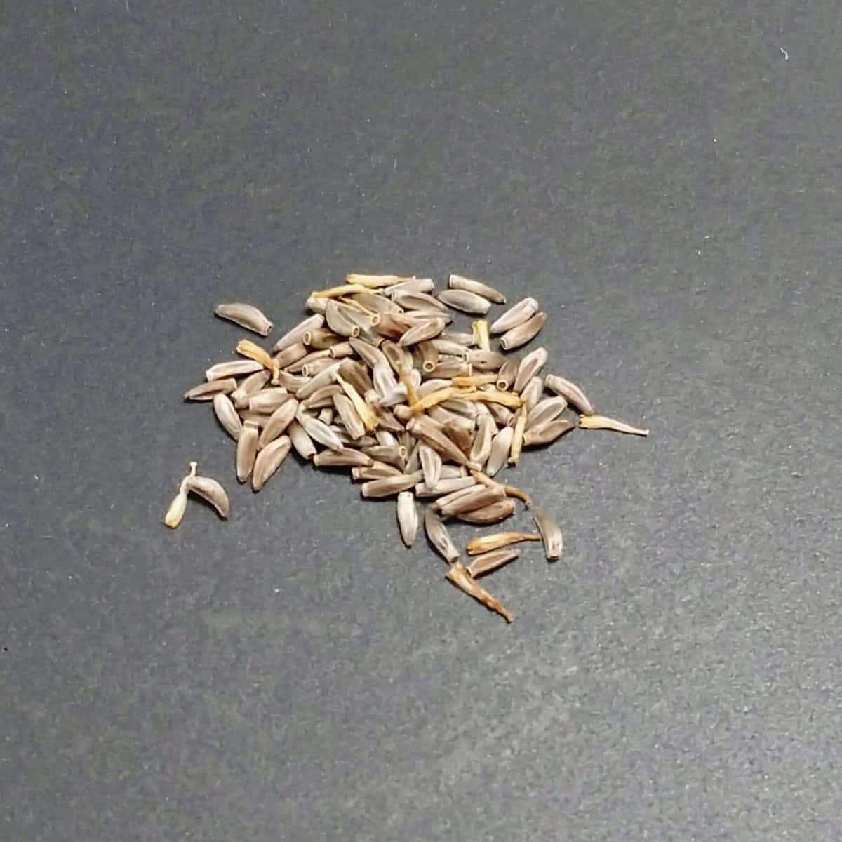 Othonna carnosa / オトンナ・カルノーサ