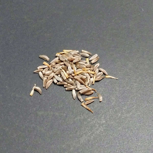 Othonna carnosa / オトンナ・カルノーサ