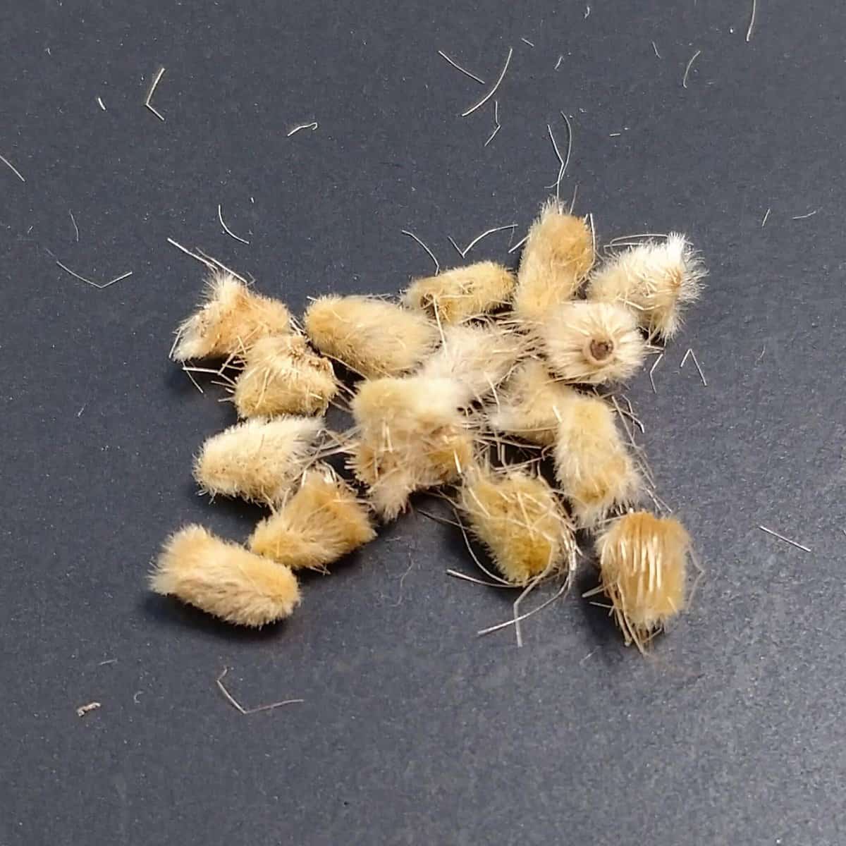 Othonna retrofracta / オトンナ・レトロフラクタ