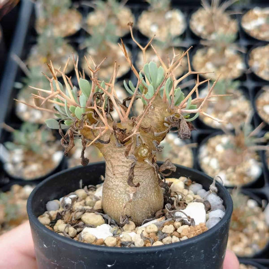 【園主おまかせ・入門株】オトンナ・ユーフォルビオイデス (棘多) Othonna euphorbioides 黒鬼城