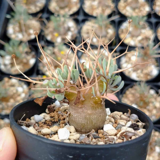 【園主おまかせ・入門株】オトンナ・ユーフォルビオイデス (棘多) Othonna euphorbioides 黒鬼城