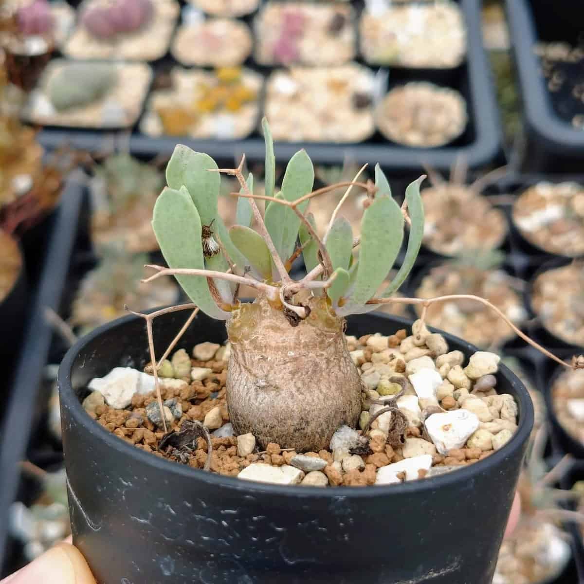 【園主おまかせ・入門株】オトンナ・ユーフォルビオイデス(棘荒) Othonna euphorbioides 黒鬼城