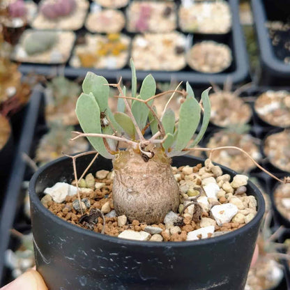 【園主おまかせ・入門株】オトンナ・ユーフォルビオイデス(棘荒) Othonna euphorbioides 黒鬼城