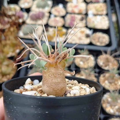 【園主おまかせ・入門株】オトンナ・ユーフォルビオイデス(棘荒) Othonna euphorbioides 黒鬼城