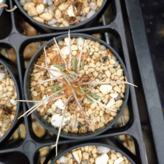 【園主おまかせ・入門株】オトンナ・ユーフォルビオイデス(棘荒) Othonna euphorbioides 黒鬼城