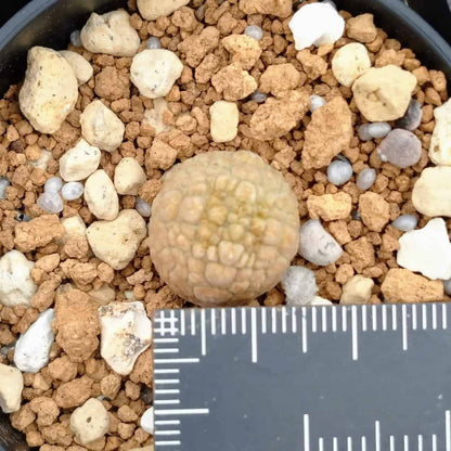 【園主おまかせ・入門株】プセウドリトス・ミギウルティヌス 1cm-1.5cm Pseudolithos migiurtinus