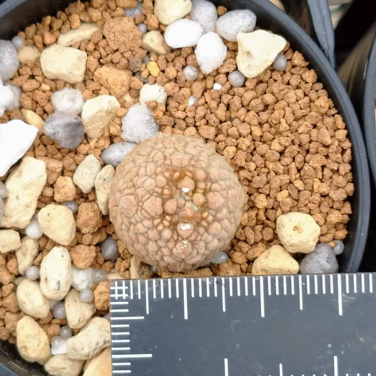 【園主おまかせ・入門株】プセウドリトス・ミギウルティヌス 1cm-1.5cm Pseudolithos migiurtinus