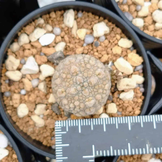 【園主おまかせ・入門株】プセウドリトス・ミギウルティヌス 2cm-3cm Pseudolithos migiurtinus