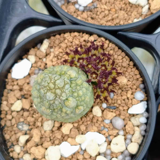 【園主おまかせ・入門株】プセウドリトス・ミギウルティヌス 2cm-3cm Pseudolithos migiurtinus