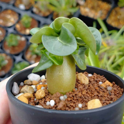 【園主おまかせ・入門株】アデニウム・アラビカム(葉巻きタイプ/2.5号鉢)実生苗1本