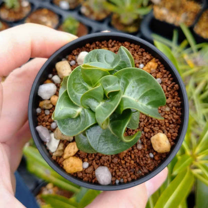 【園主おまかせ・入門株】アデニウム・アラビカム(葉巻きタイプ/2.5号鉢)実生苗1本