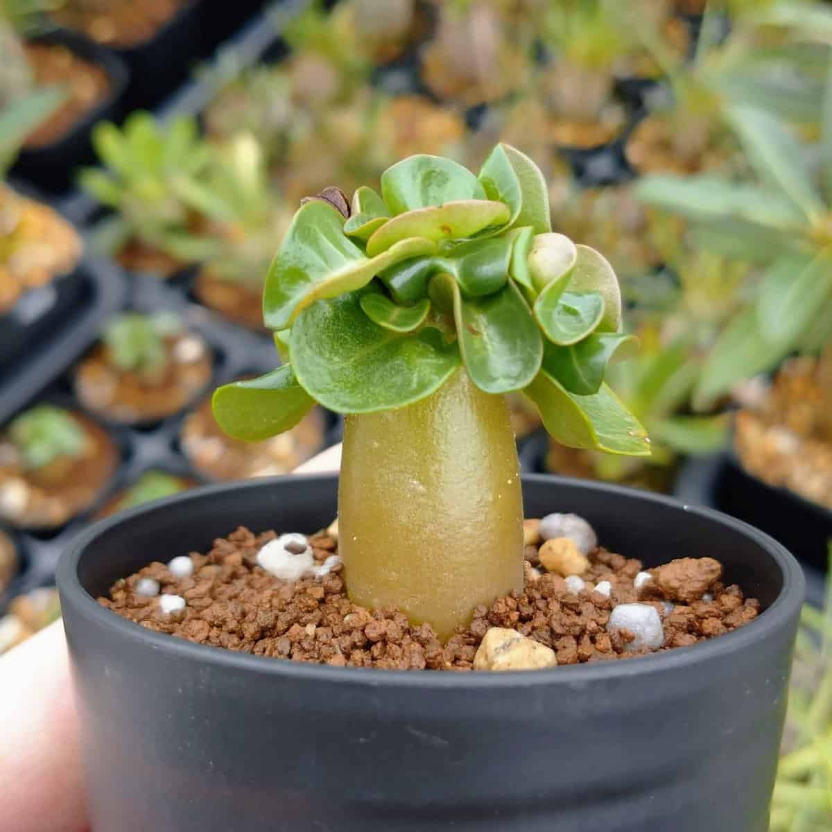 【園主おまかせ・入門株】アデニウム・アラビカム(葉巻きタイプ/2.5号鉢)実生苗1本