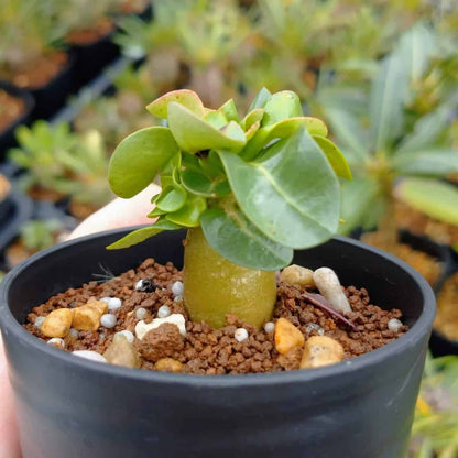 【園主おまかせ・入門株】アデニウム・アラビカム(葉巻きタイプ/2.5号鉢)実生苗1本