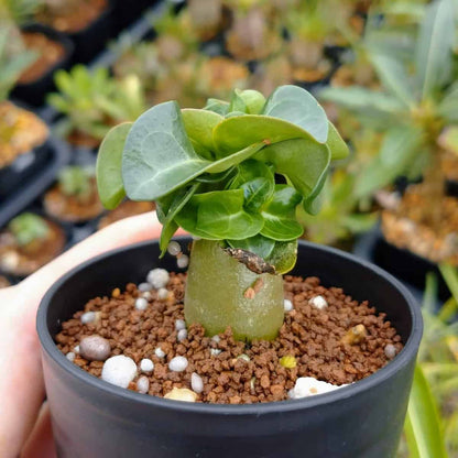 【園主おまかせ・入門株】アデニウム・アラビカム(葉巻きタイプ/2.5号鉢)実生苗1本