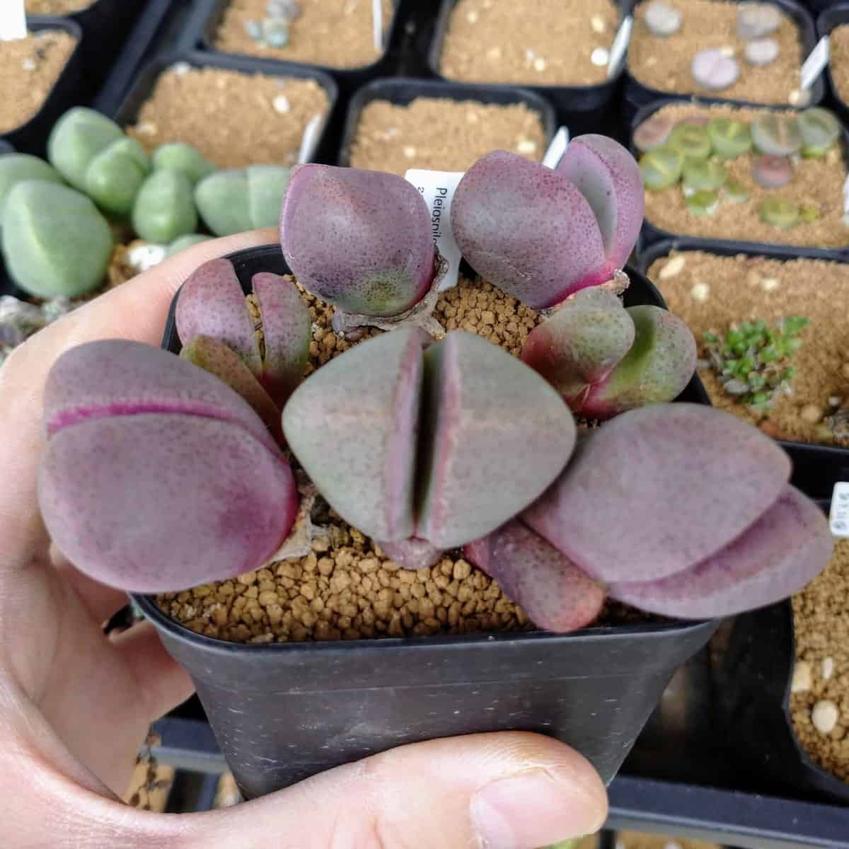 【園主おまかせ・入門株】紫帝玉 Pleiospilos nelii 'Royal flush'