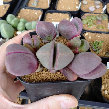 【園主おまかせ・入門株】紫帝玉 Pleiospilos nelii 'Royal flush'