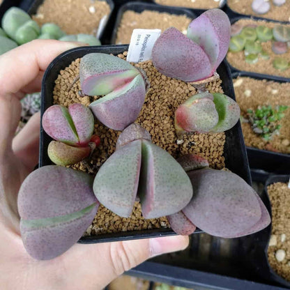 【園主おまかせ・入門株】紫帝玉 Pleiospilos nelii 'Royal flush'