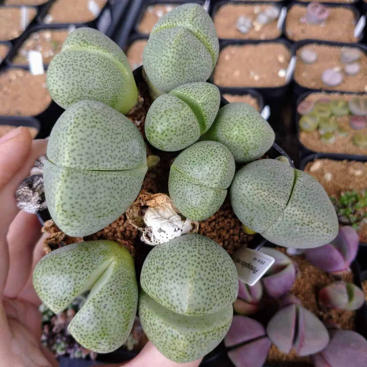 【園主おまかせ・入門株】帝玉 pleiospilos nelii
