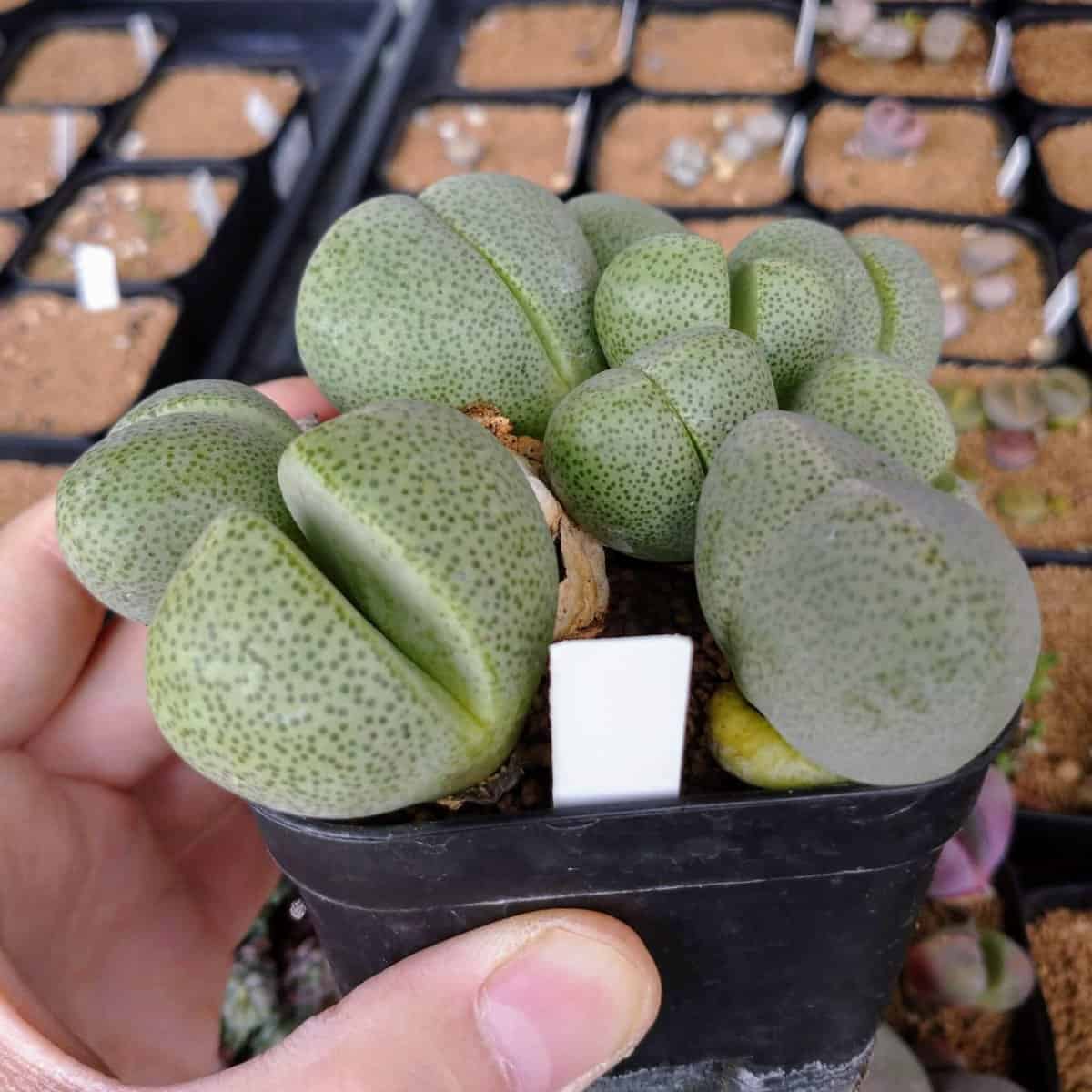 【園主おまかせ・入門株】帝玉 pleiospilos nelii