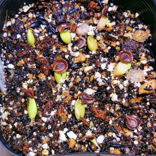 Whitesloanea crassa / ホワイトスロアネア・クラサ [栽培採種]