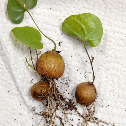 【園主おまかせ・入門株】アフリカ亀甲竜 Dioscorea elephantipes