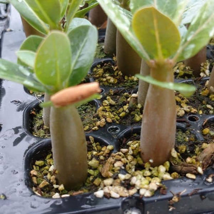 Adenium arabicum / アデニウム・アラビカム [栽培採種]