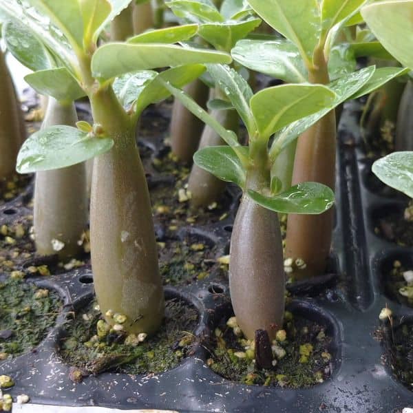 Adenium arabicum DNF / アデニウム・アラビカム デザート・ナイト・フォーク [栽培採種]