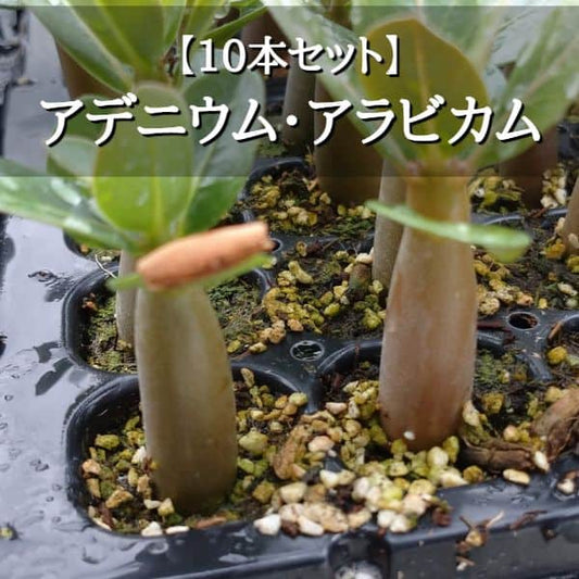 【園主おまかせ・入門株】アデニウム・アラビカム 10本セット Adenium arabicum