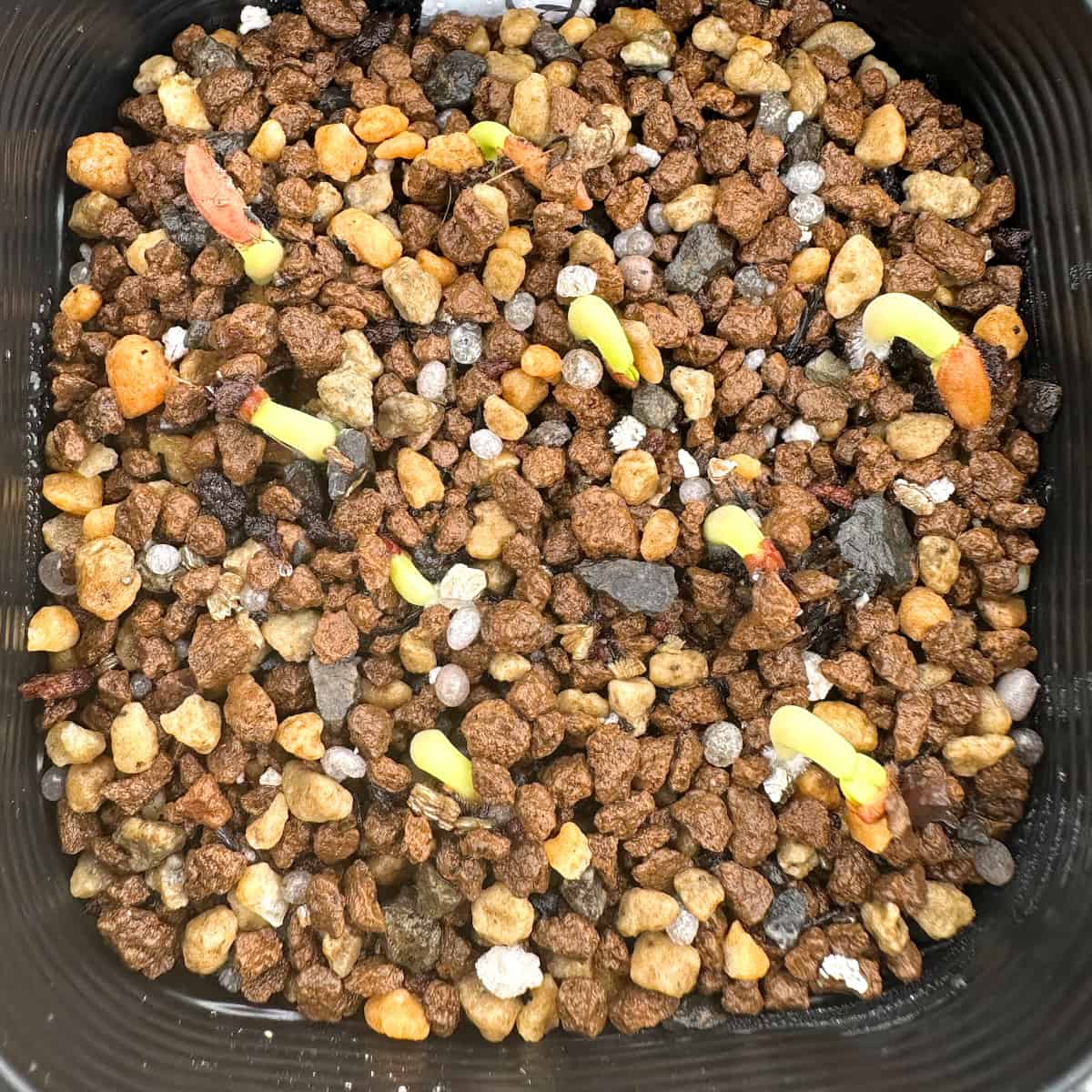 Pachypodium gracilius / パキポディウム・グラキリス 象牙宮