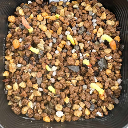 Pachypodium gracilius / パキポディウム・グラキリス 象牙宮