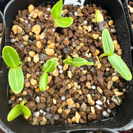 Senna meridionalis / センナ・メリディオナリス