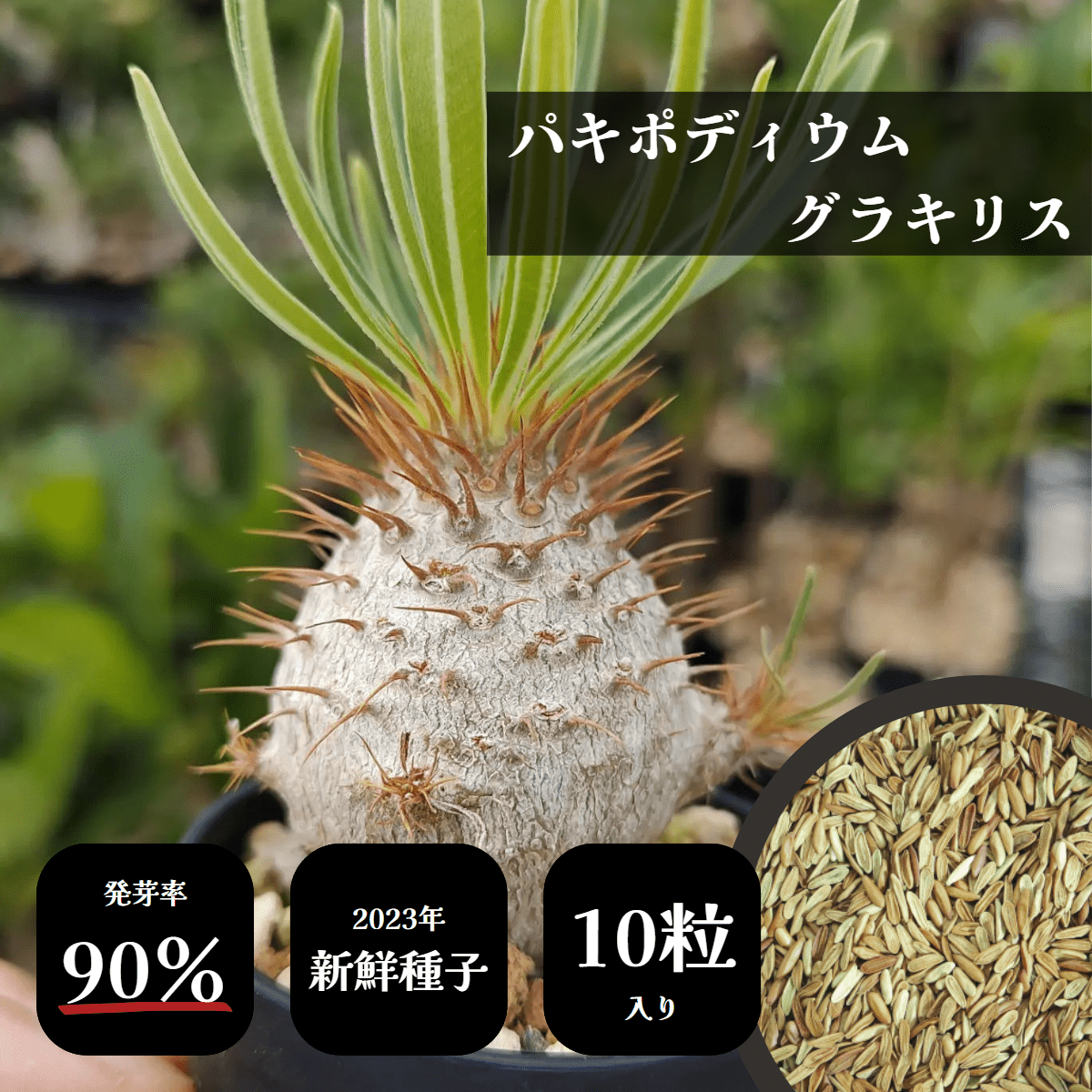 パキポディウム グラキリス 種子 販売|象牙宮・2026年ロット 発芽 パキポディウム グラキリス 種子 販売|象牙宮・2026年ロット 発芽