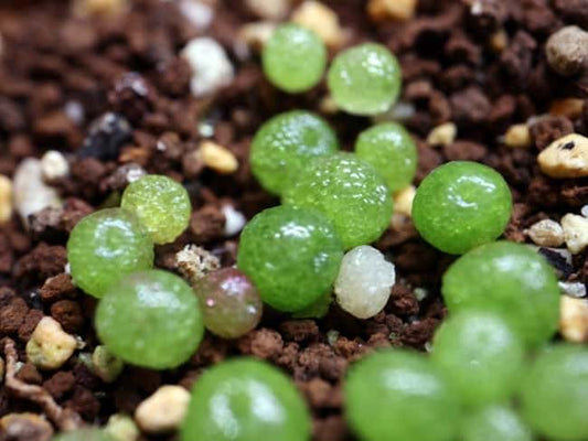 Conophytum burgeri / コノフィツム・ブルゲリ