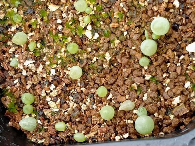 Bulbine lolita / ブルビネ・ロリータ [自家採種]