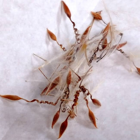 Pelargonium lobatum / ペラルゴニウム・ロバツム [栽培採種]