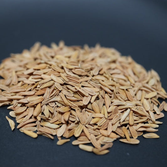 Pachypodium makayense / パキポディウム・マカイエンセ 魔界玉 [栽培採種]