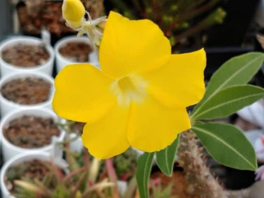 Pachypodium makayense / パキポディウム・マカイエンセ 魔界玉 [栽培採種]