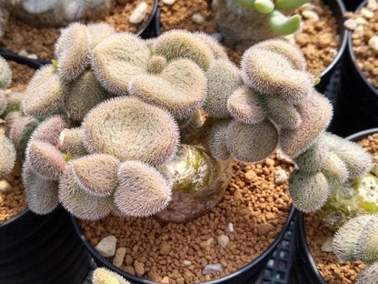 Tylecodon nolteei / チレコドン・ノルティ(ノルテーイ)