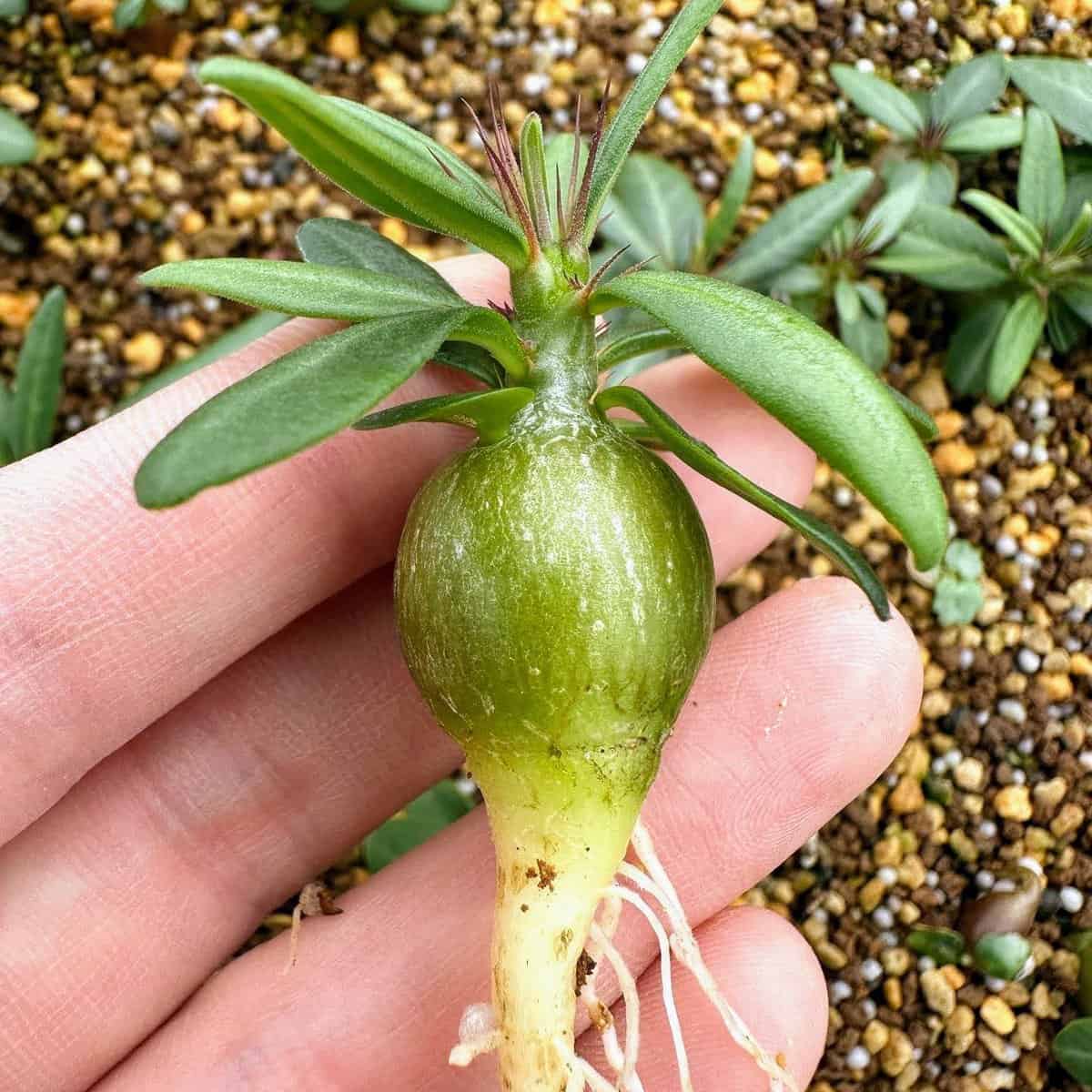【種】パキポディウム・サキュレンタム 天馬空 / Pachypodium succulentum